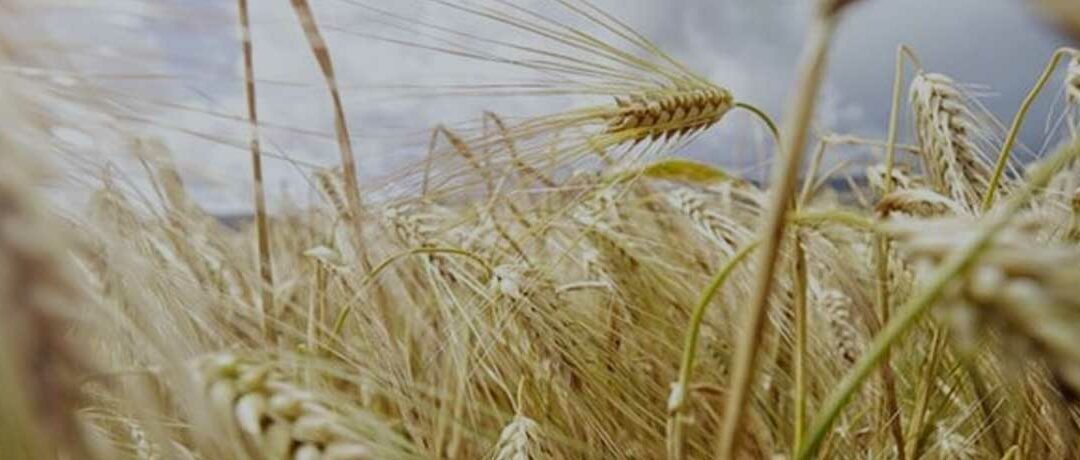 Agribusiness confidence drops below the neutral 50 point mark in Q4