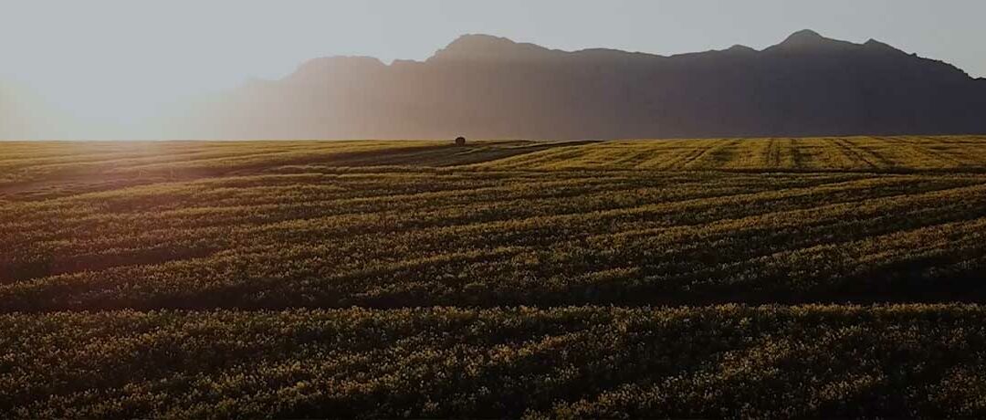 Absa AgriTrends Spring Edition 2023