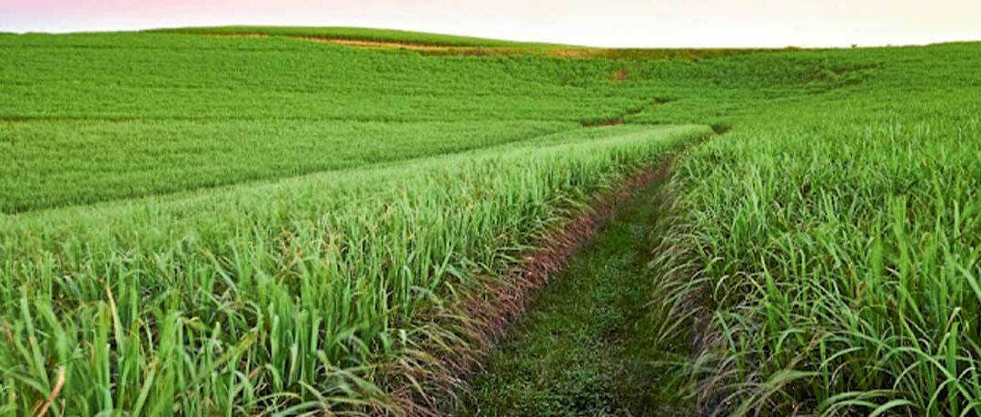 Tongaat Hulett releases 2022 financial statements as rescue plan extended